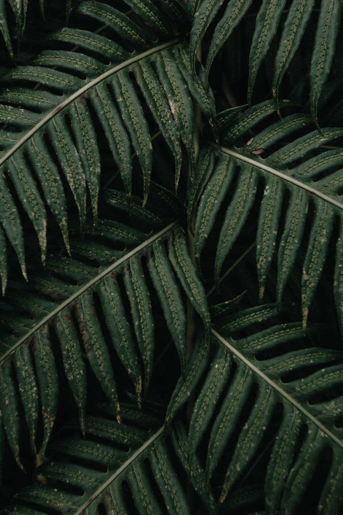 Tropical plants in a less-than-tropical climate..
