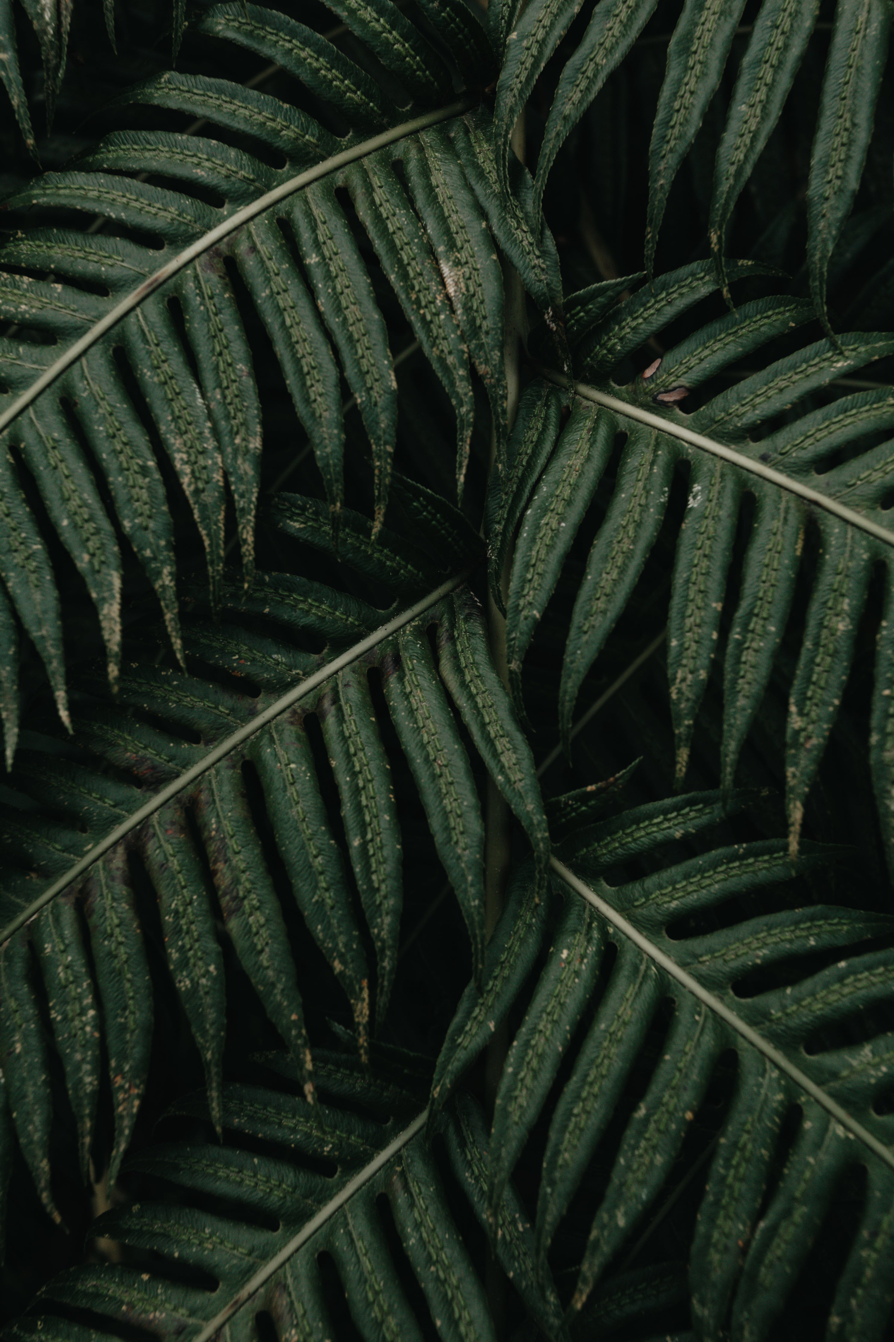 Tropical plants in a less-than-tropical climate..