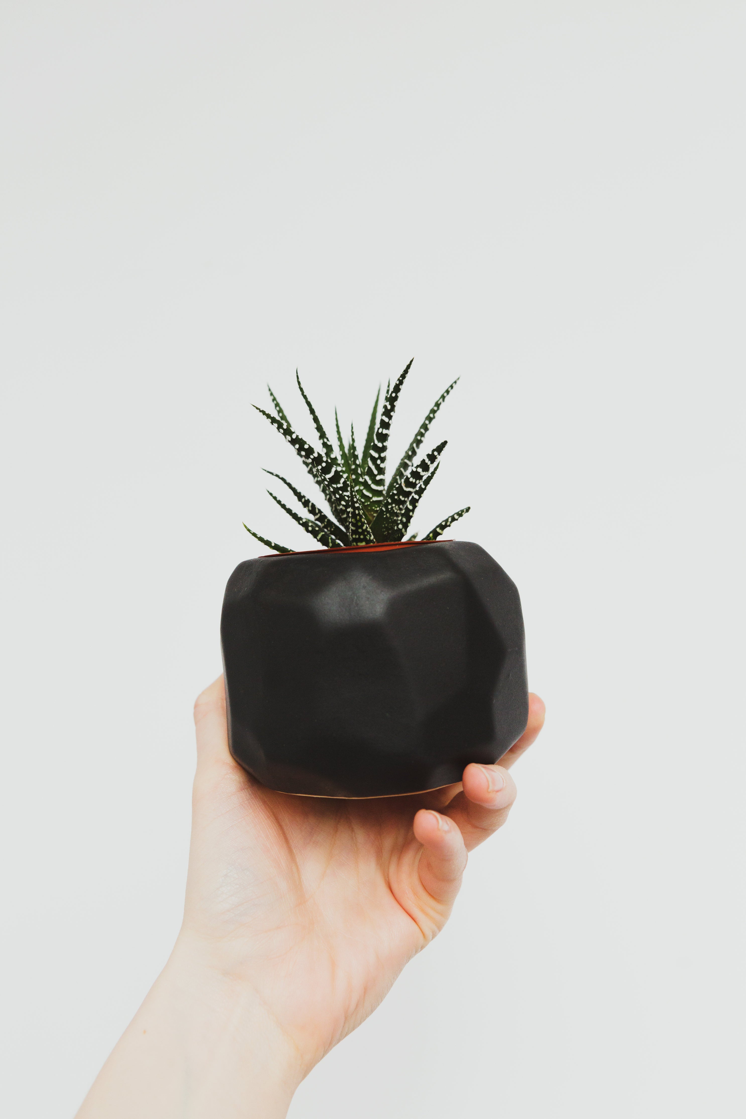 Zebra Plant (Succulent)