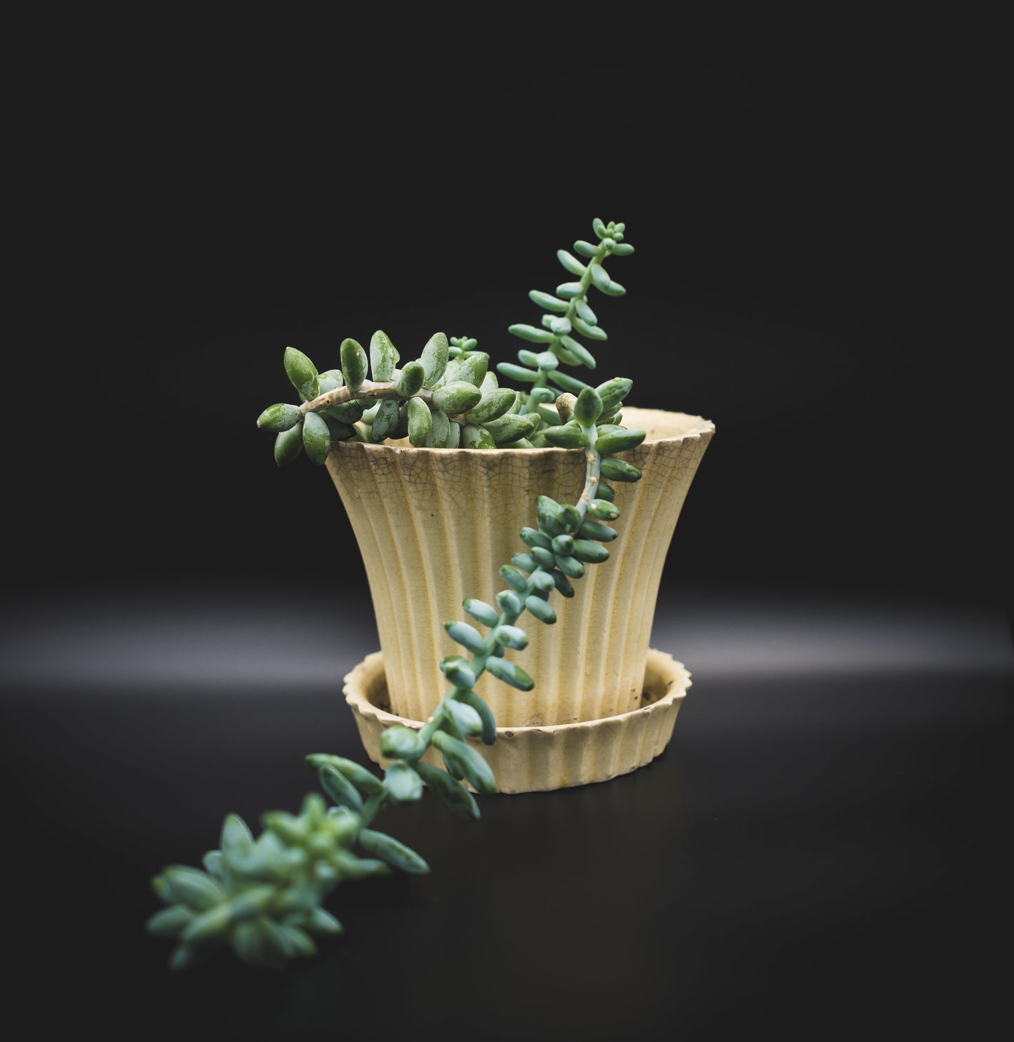 Burro's Tail (Succulent)