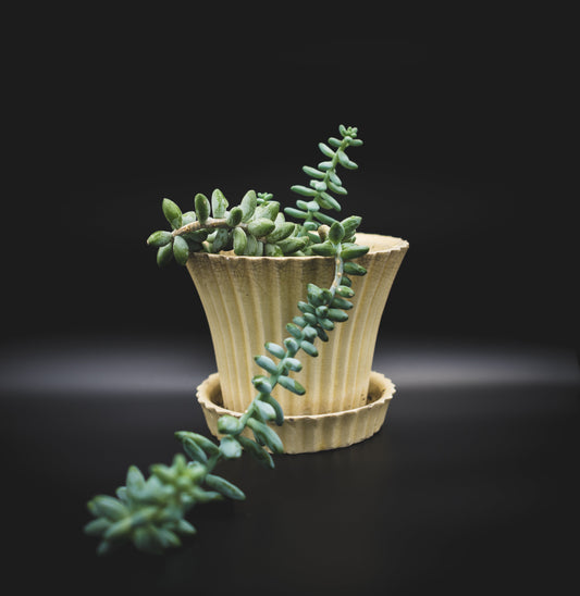 Burro's Tail (Succulent)