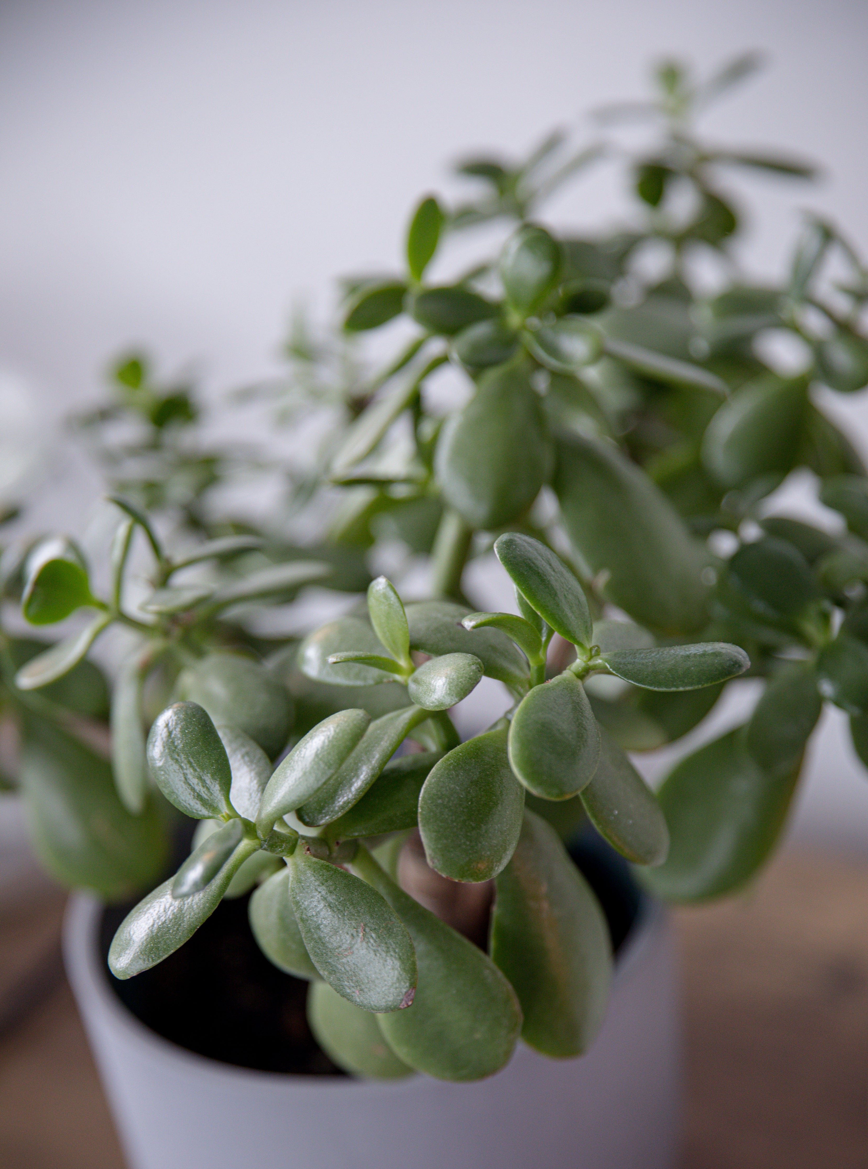 Jade Plant
