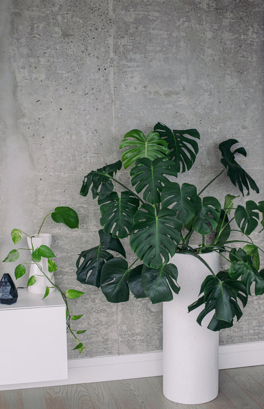 Monstera Deliciosa