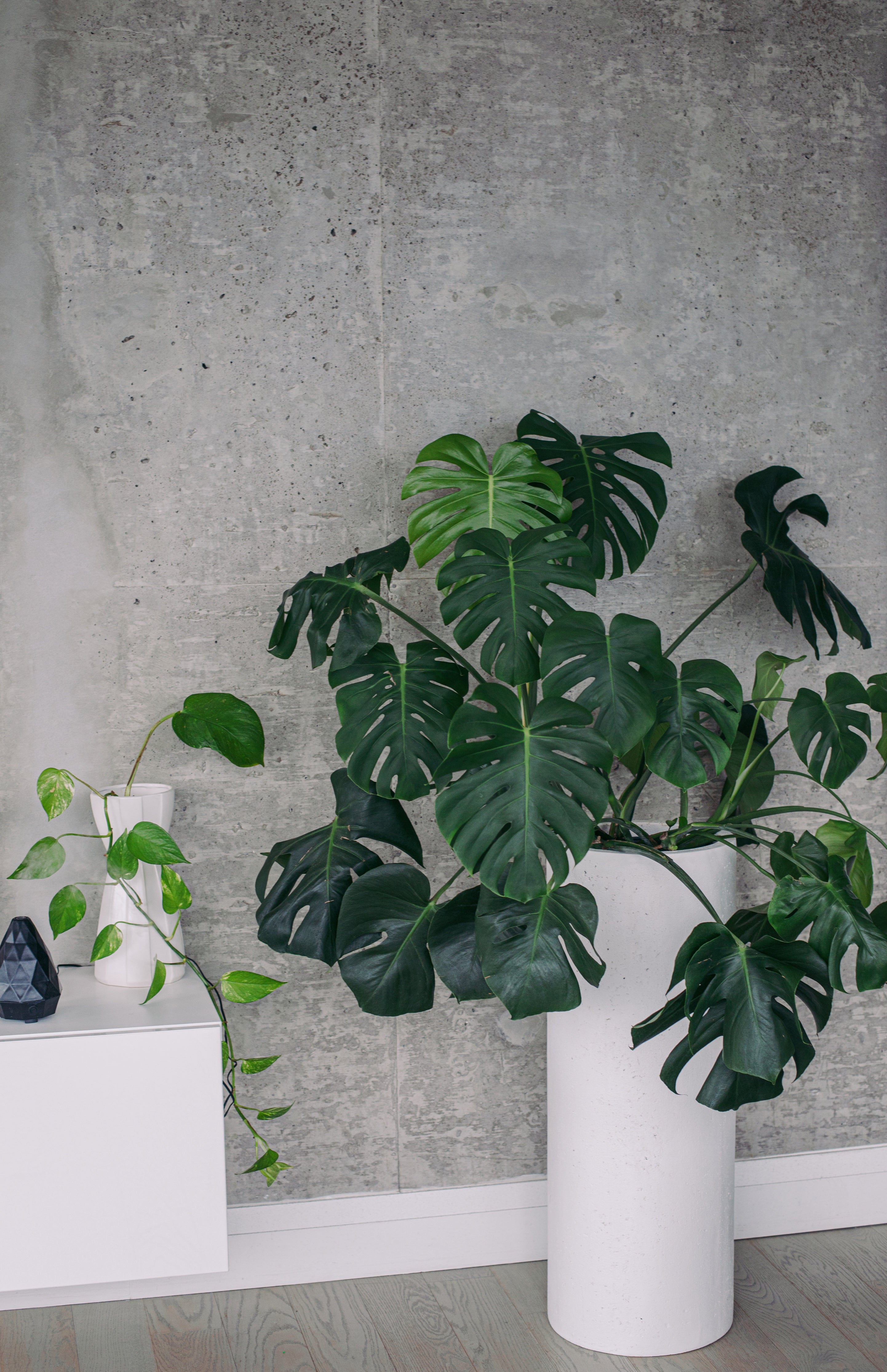Monstera Deliciosa