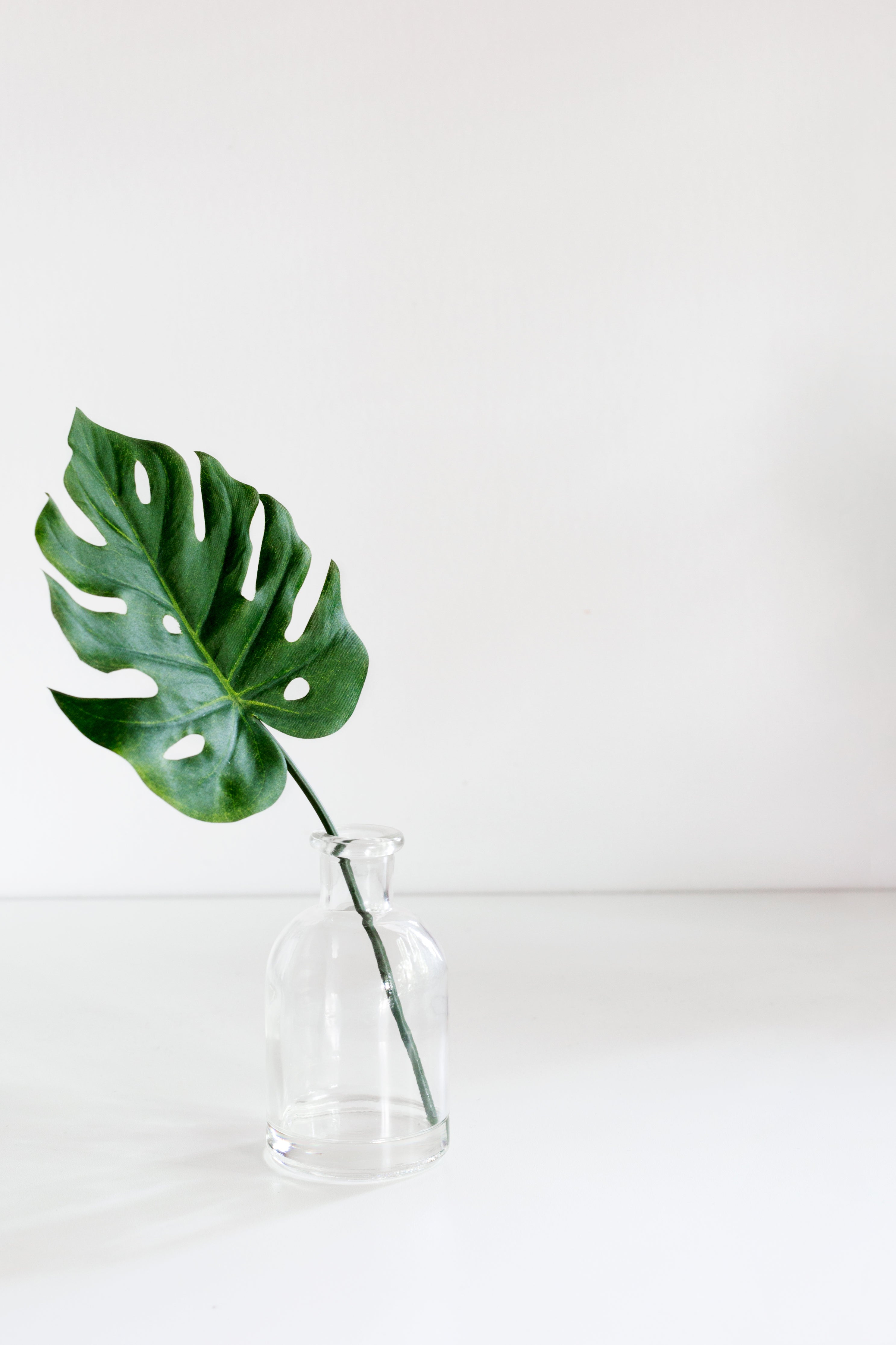 Monstera Deliciosa